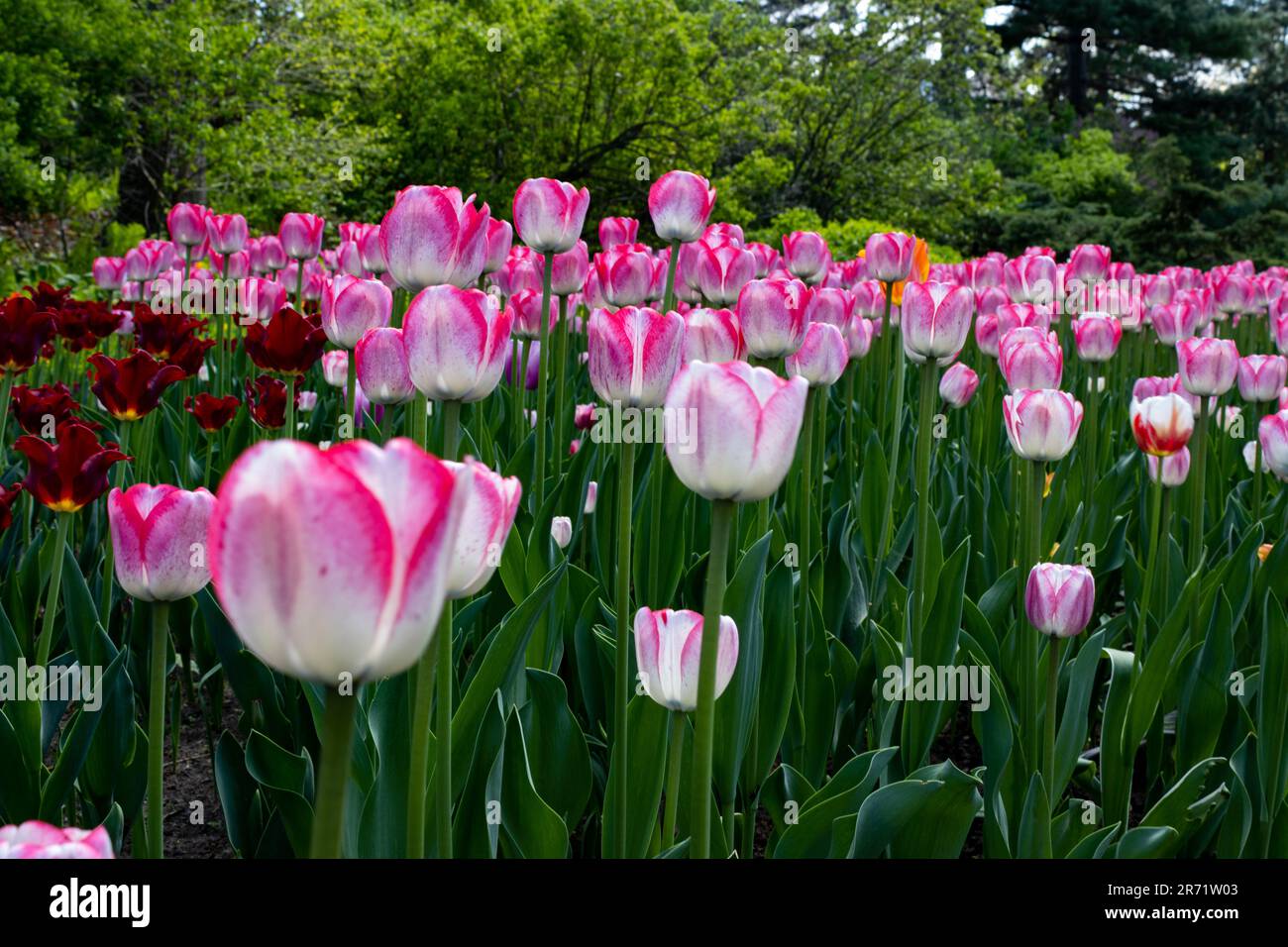 De magnifiques tulipes roses sont hautes dans le jardin Banque D'Images