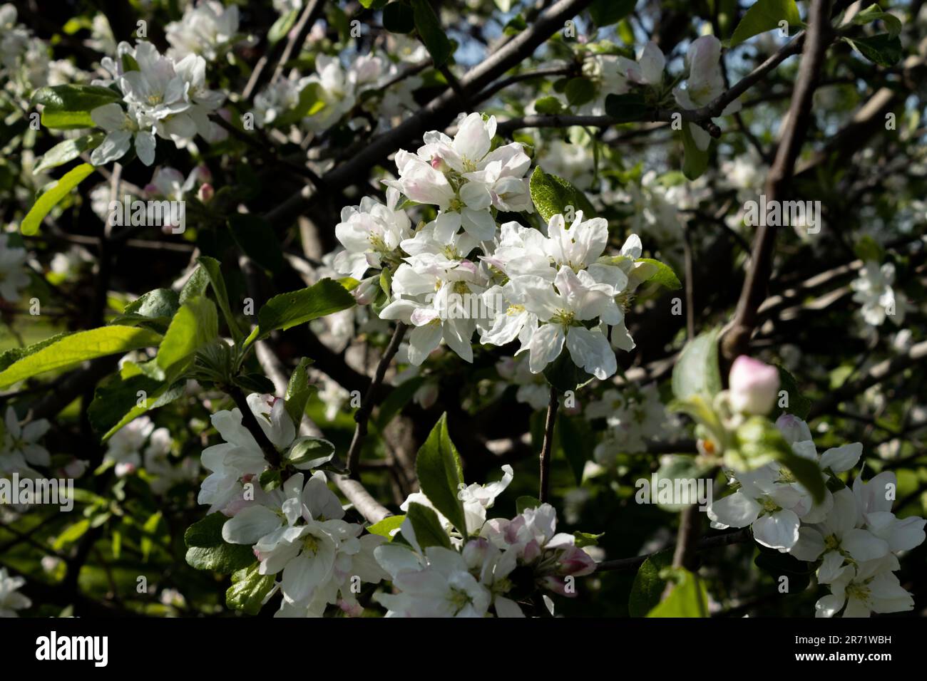 Un jet de fleurs d'écrevisses blanches en pleine floraison, au printemps Banque D'Images