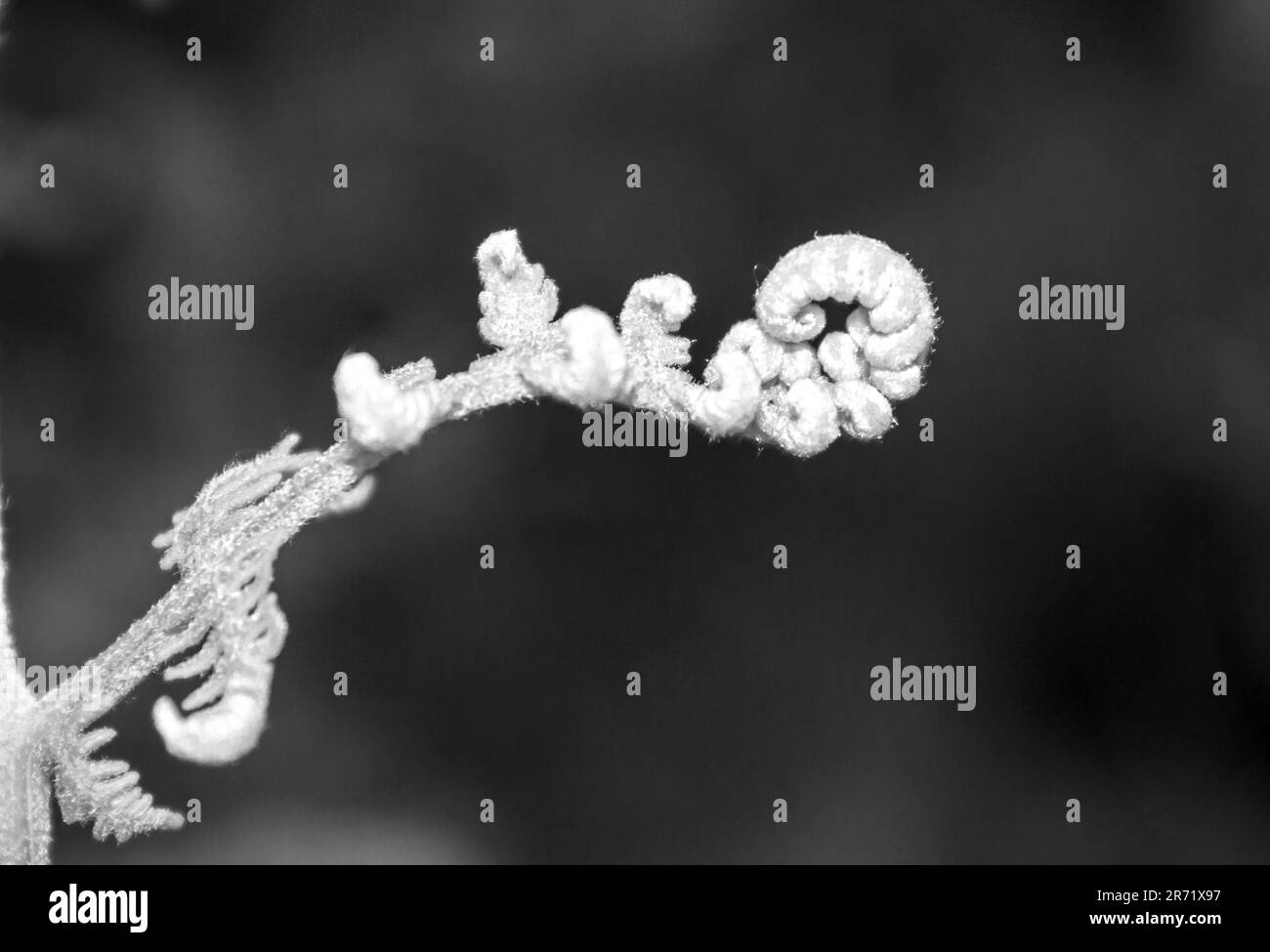 Vue en noir et blanc d'une spirale d'un jeune congé de fougère Banque D'Images