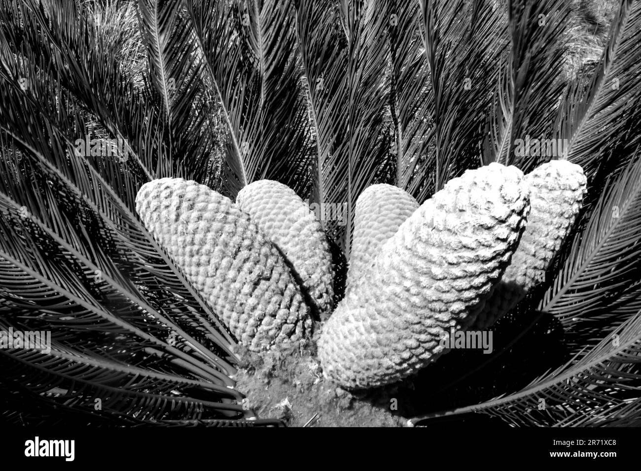 La couronne d'un Drakensberg Cycad avec divers grands cônes, en noir et blanc Banque D'Images