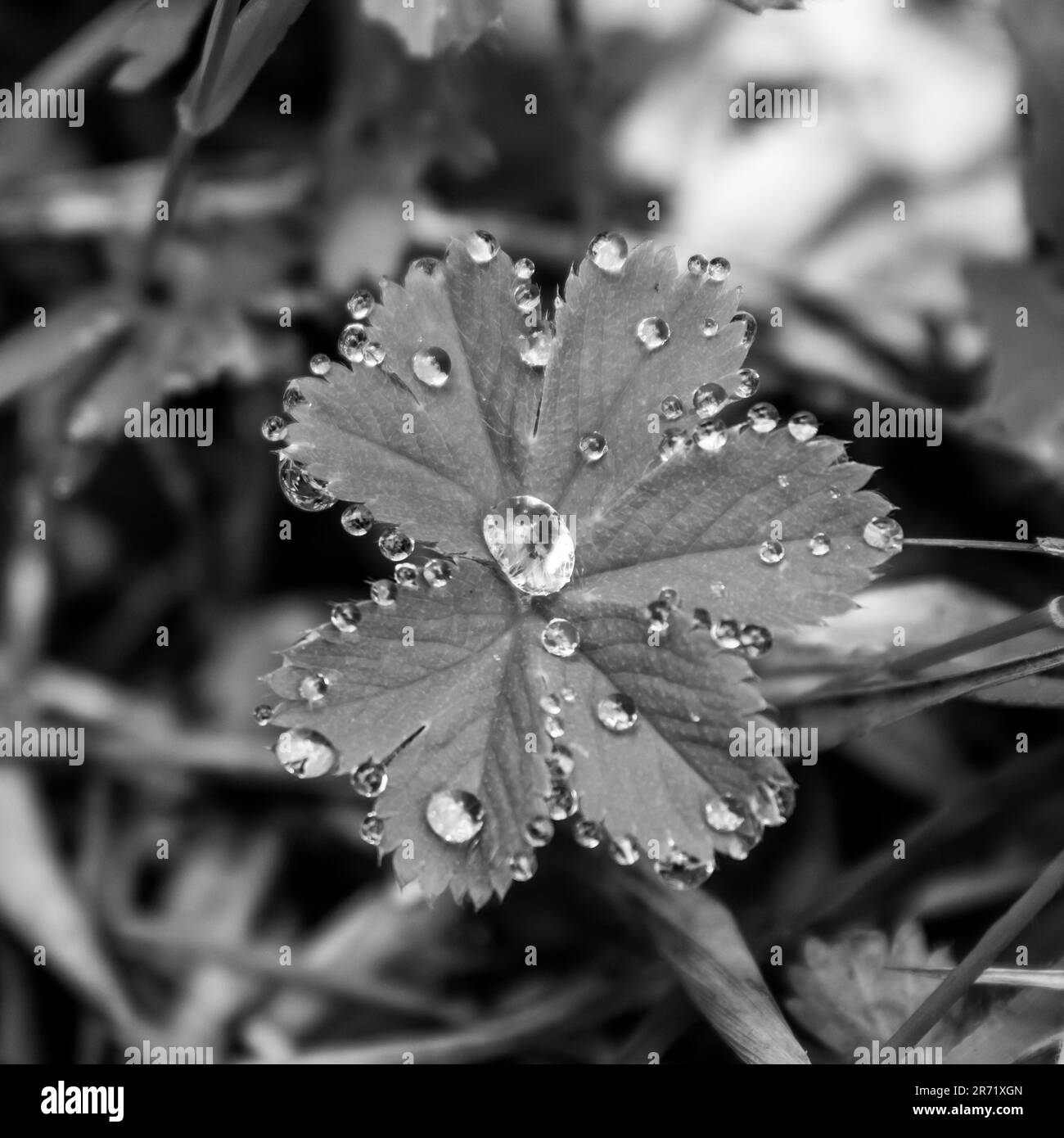 Gouttelettes d'eau sur une petite feuille en noir et blanc. Banque D'Images