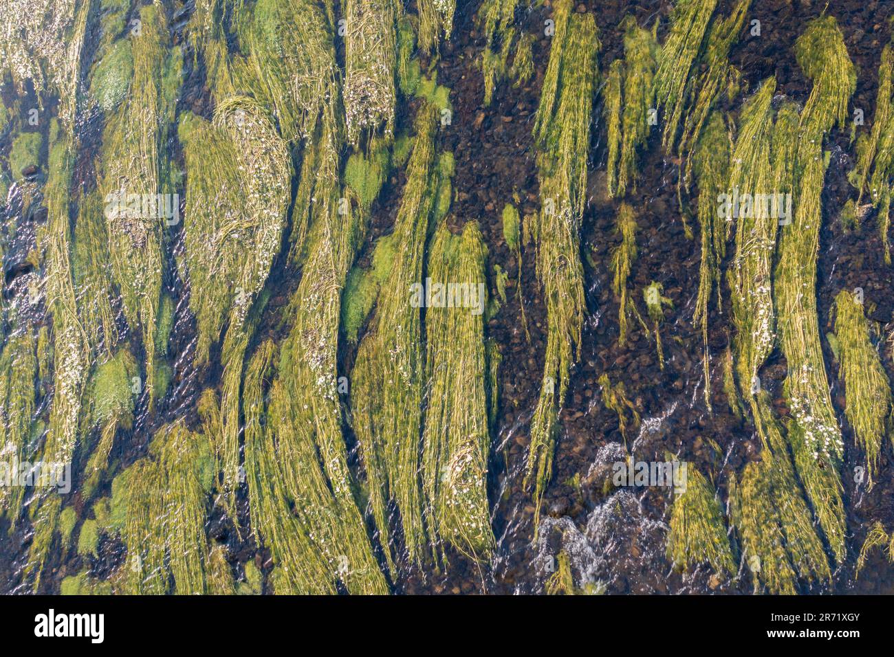 Vue aérienne du pied-de-biche commun (Ranunculus aquatilis) croissant dans le lit fluvial d'Afon Teifi en amont du pont Gogoyan Banque D'Images