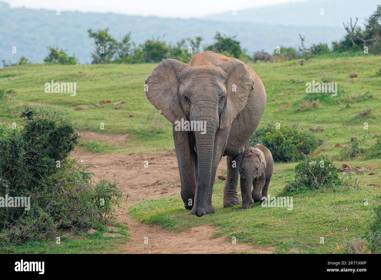 Éléphants de brousse africains (Loxodonta africana), mère et bébé marchant le long d'une piste de terre, Parc national d'éléphants d'Addo, Cap oriental, Afrique du Sud Banque D'Images