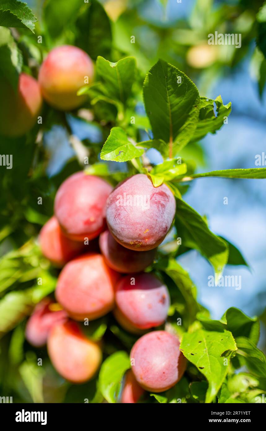 Prunes pourpres sur une branche d'arbre dans le verger. Récolte de ...