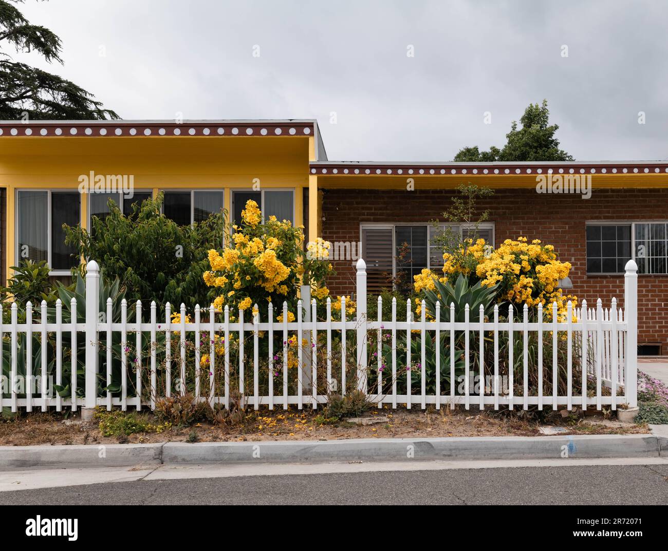 Fleurs jaunes en pleine fleur derrière une clôture blanche de piquetage devant une maison jaune en bois de Californie. Banque D'Images