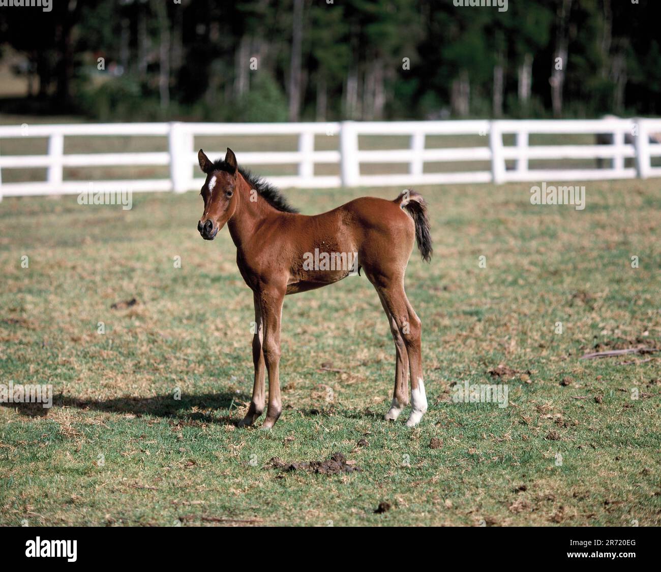 Australie. Queensland. Nouveau-né cheval foal dans le champ. Banque D'Images