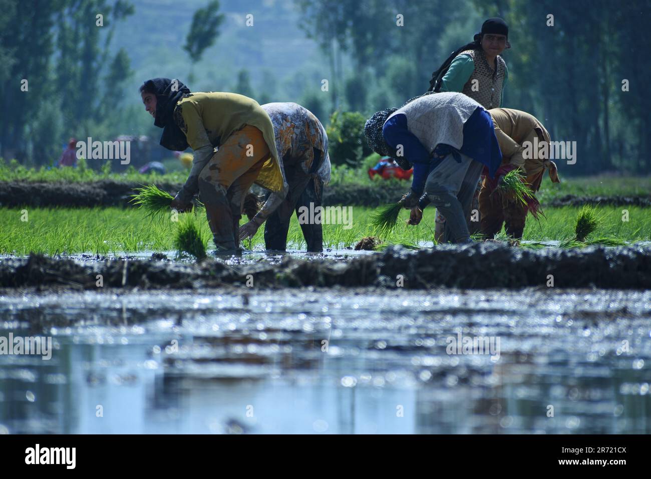 Srinagar, Inde. 11th juin 2023. Les femmes au Cachemire travaillent au fond de la cheville dans des plants de riz boueux lors de la saison d'ensemencement sur 12 juin 2023 à Awanti Pora, à 40km (30 miles) au sud de Srinagar, dans le Cachemire administré par l'Inde. (Photo de Mubashir Hassan/Pacific Press) Credit: Pacific Press Media production Corp./Alay Live News Banque D'Images