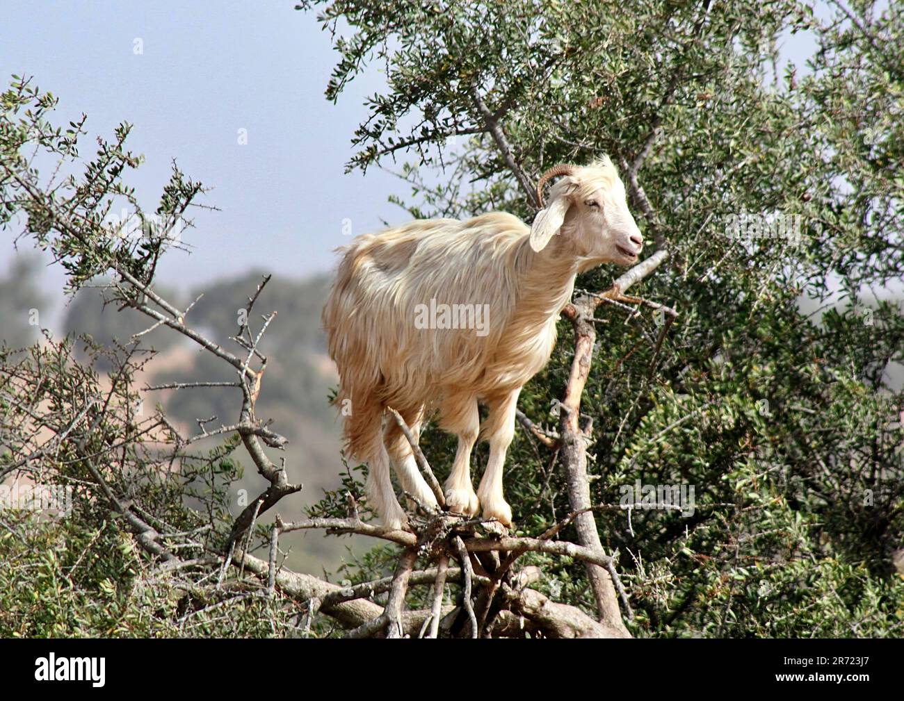 Une chèvre d'escalade célèbre au Maroc Banque D'Images