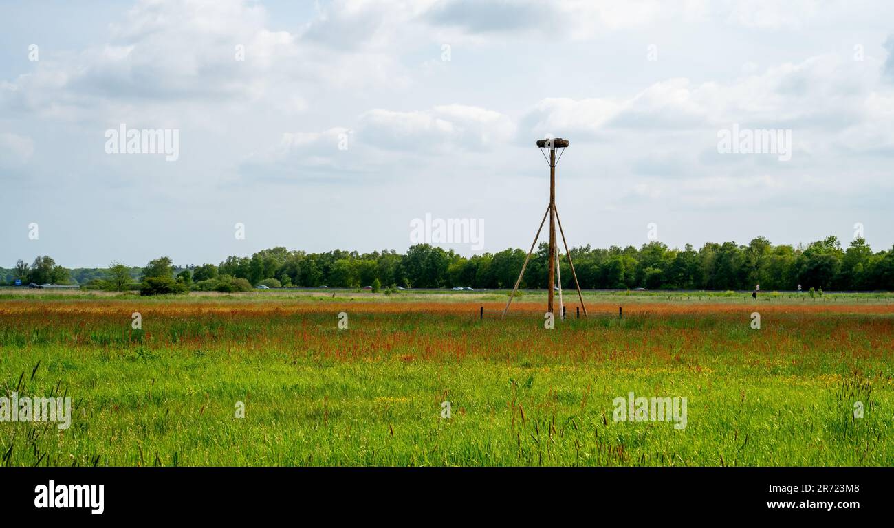 Paysage rural avec nid de porc à Drenthe, pays-Bas Banque D'Images