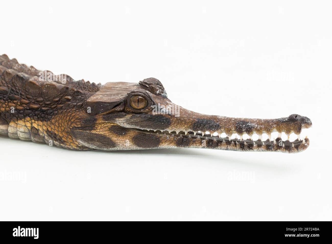 Faux crocodile (Tomistoma schlegelii) isolé sur fond blanc Banque D'Images