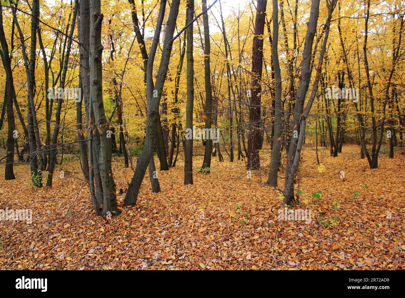 Arbre d'automne avec les feuilles d'or dans la lumière du soleil Banque D'Images