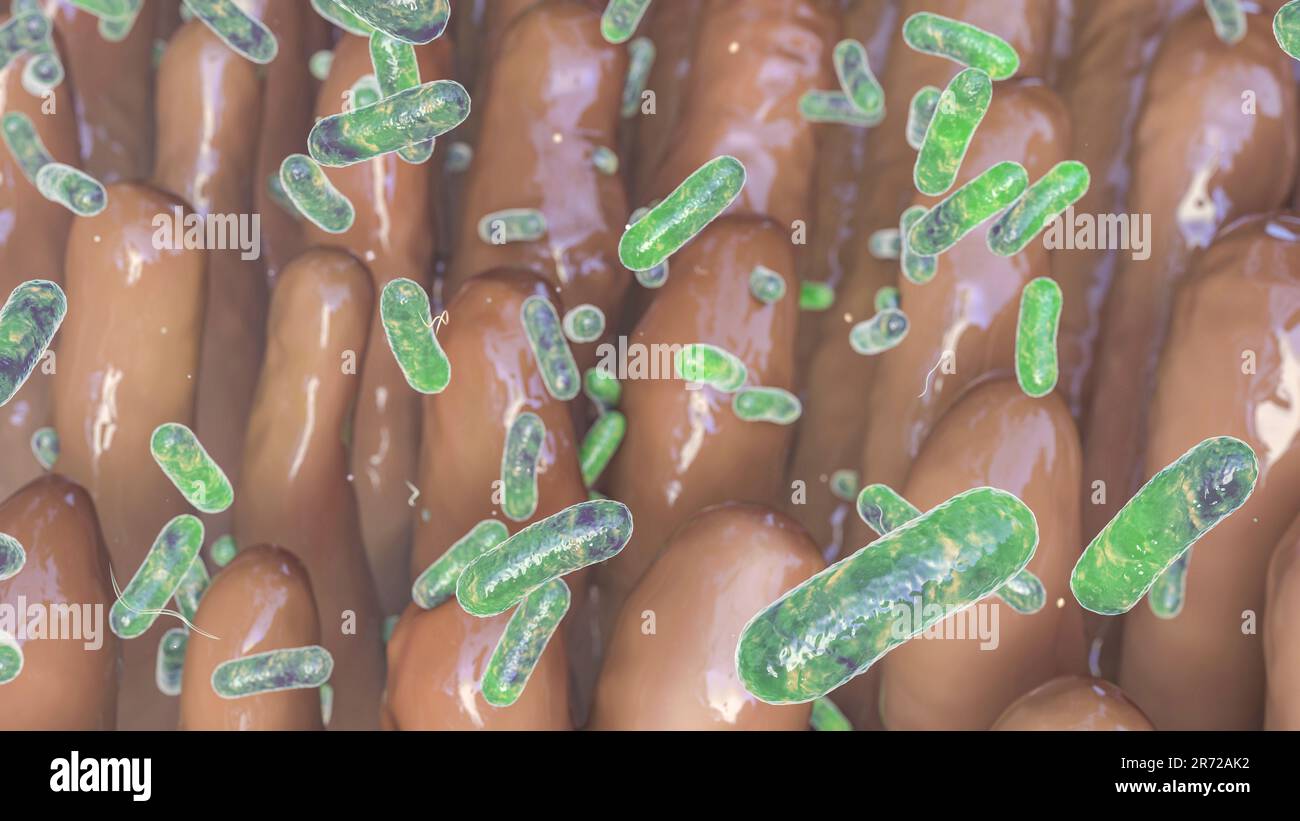 Illustration d'ordinateur de bactéries présentes dans l'intestin à la surface des villosités intestinales. Banque D'Images