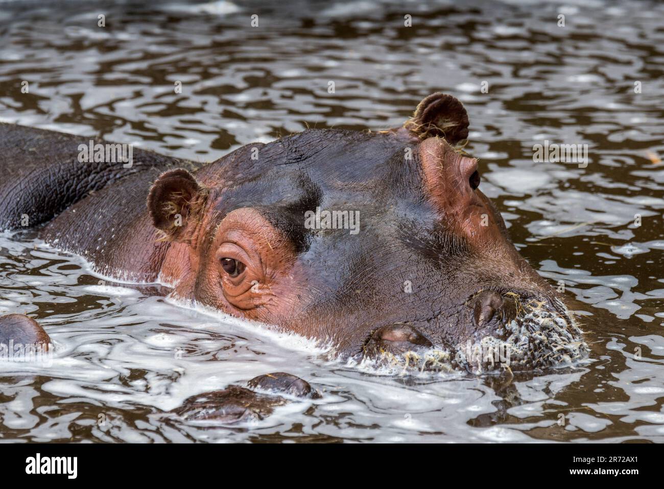 Gros plan de l'hippopotame / hippopotame (Hippopotamus amphibius) de veau mignon et jeune commun reposant dans l'eau du lac Banque D'Images