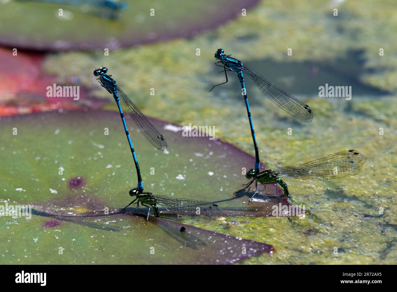 Deux paires de damselflies sur des nénuphars sous le soleil d'été dans le Devon du Nord Banque D'Images