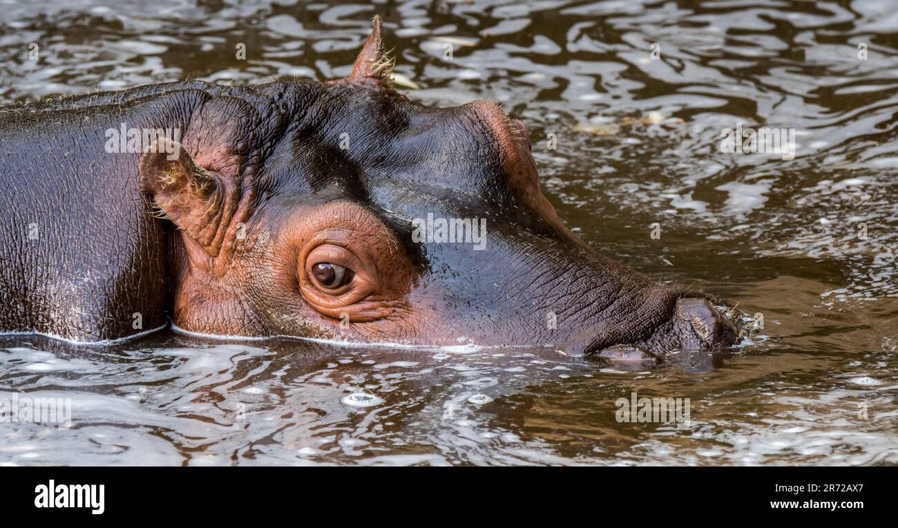 Gros plan de l'hippopotame / hippopotame (Hippopotamus amphibius) de veau mignon et jeune commun reposant dans l'eau du lac Banque D'Images