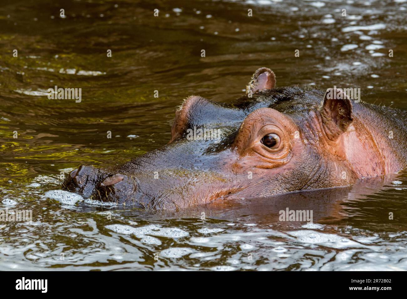 Gros plan de l'hippopotame / hippopotame (Hippopotamus amphibius) de veau mignon et jeune commun reposant dans l'eau du lac Banque D'Images