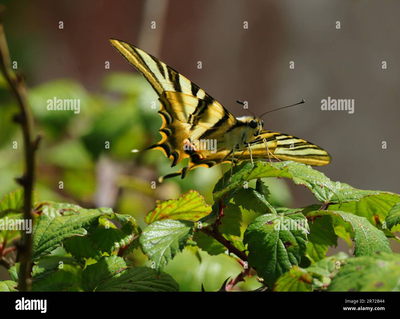 Rare Swallowtail - Iphiclides podalirius. A vu Oeiras, Portugal. Vue sous-aile. Perchée sur une brousse de mûres. Banque D'Images