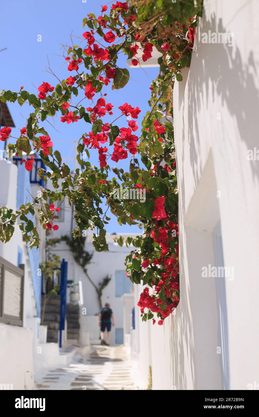 Belle bougainvillea rouge vif fleurit contre un mur blanc et ciel bleu pâle Banque D'Images