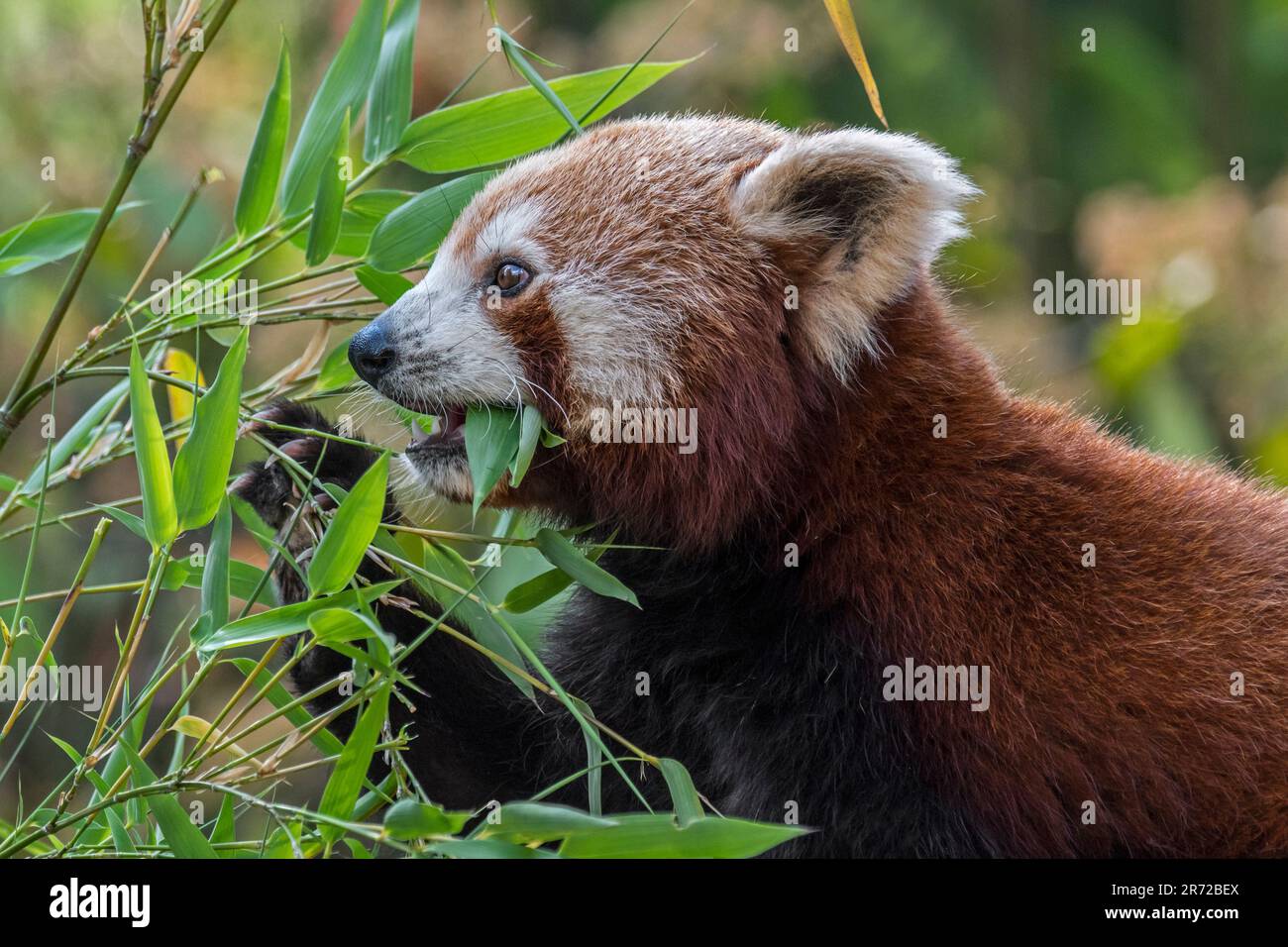 Panda rouge / panda de moindre importance (Ailurus fulgens), originaire de l'est de l'Himalaya et du sud-ouest de la Chine, en mangeant du bambou Banque D'Images