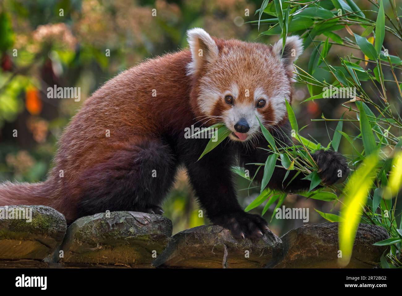 Panda rouge / panda inférieur (Ailurus fulgens), originaire de l'est de l'Himalaya et du sud-ouest de la Chine, manger du bambou dans le zoo Banque D'Images