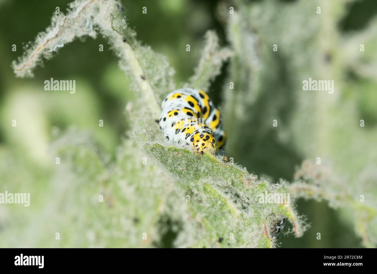 Alimentation de la moth mullein (Cucullia verbasci) Banque D'Images
