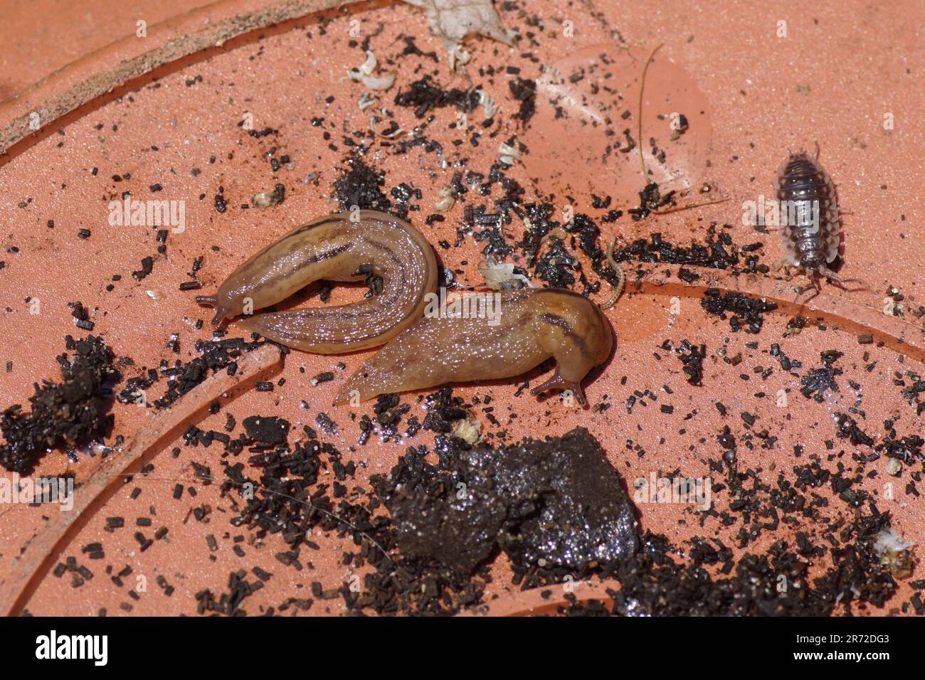 Dessous d'une casserole en plastique avec des limaces à serre (Ambigolimax valentianus), des limaces familiales à dos de quille (Limacidae) et une maison à bois commune (Oniscus asellus), Banque D'Images