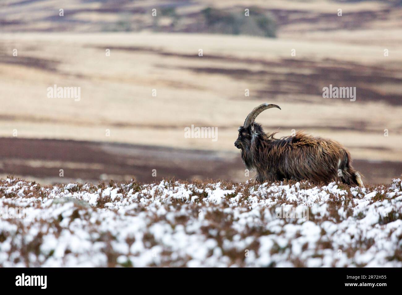 Chèvres sauvages dans la campagne à College Valley, un endroit isolé dans le Northumberland dans le nord-est de l'Angleterre au printemps Banque D'Images