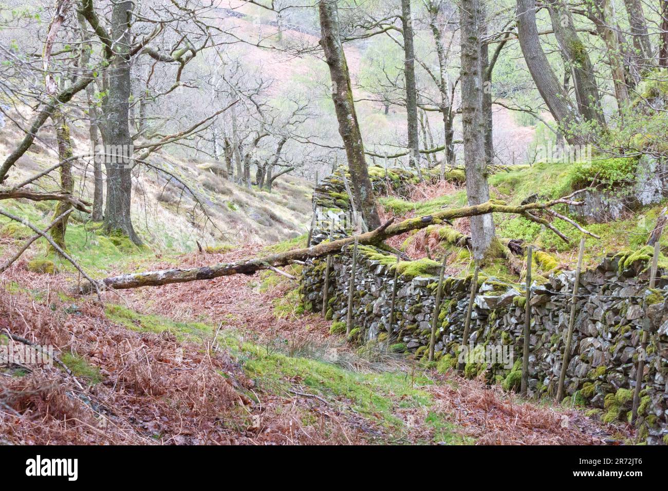 Un arbre tombé se trouve à travers un chemin boisé à côté d'un mur de pierres sèches recouvert de mousse à Borrowdale, Lake District National Park, Cumbria, Angleterre. Banque D'Images