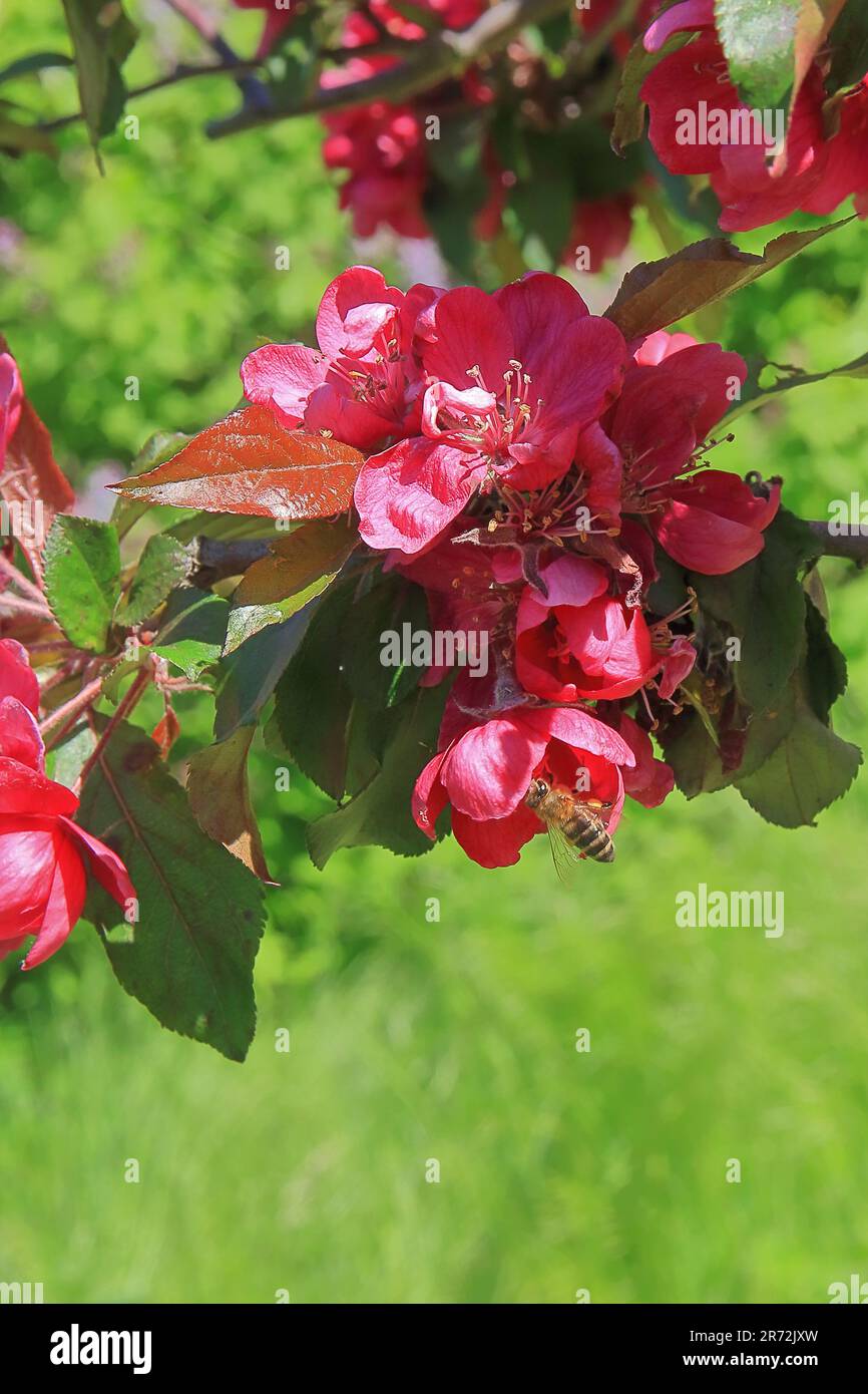 La photo a été prise dans le jardin botanique de la ville d'Odessa. Sur la photo, une abeille recueille le nectar des fleurs rouges d'un arbre à fleurs - Ja Banque D'Images