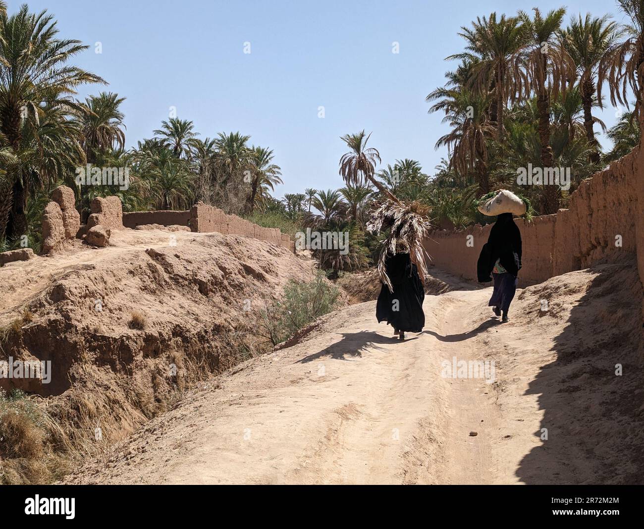 Un randonneur dans un paysage agricole pittoresque dans la belle vallée de Draa, palmeraies entourant le chemin de randonnée, Maroc Banque D'Images