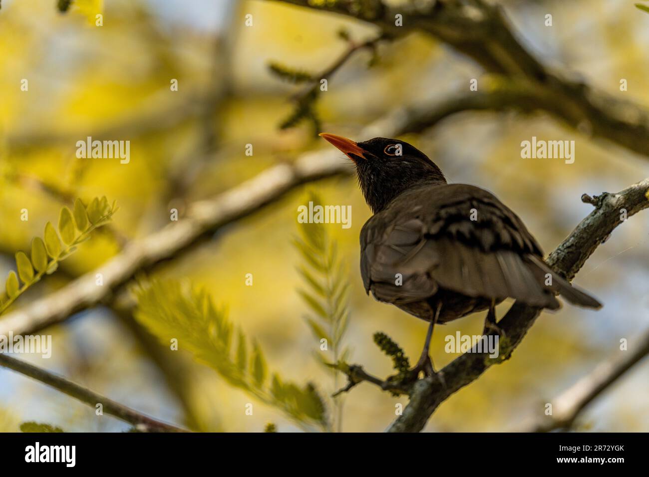 Oiseau noir mâle dans un arbre Banque D'Images