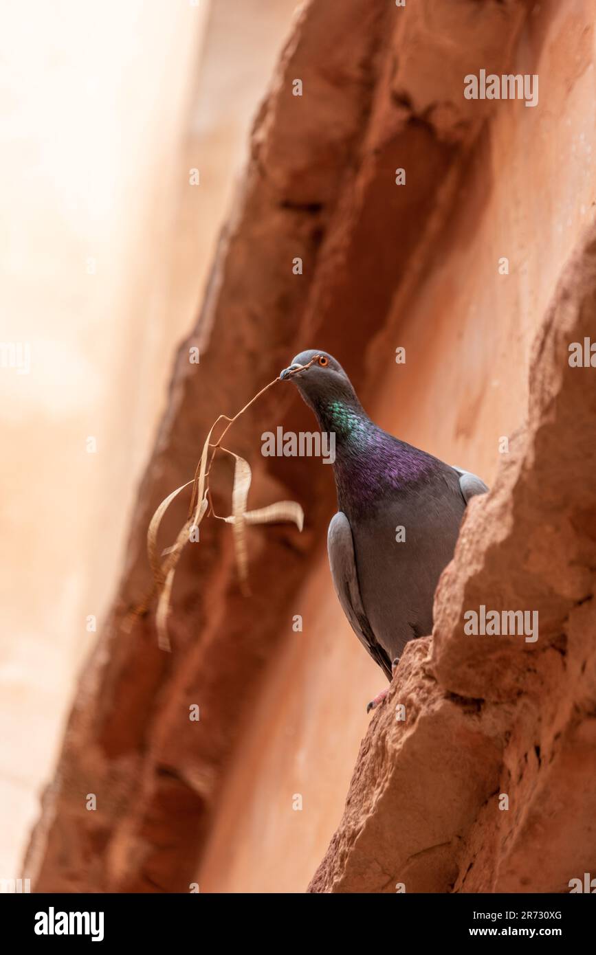 Un pigeon tenant une branche d'olive sèche dans son bec, photo prise au Maroc Banque D'Images