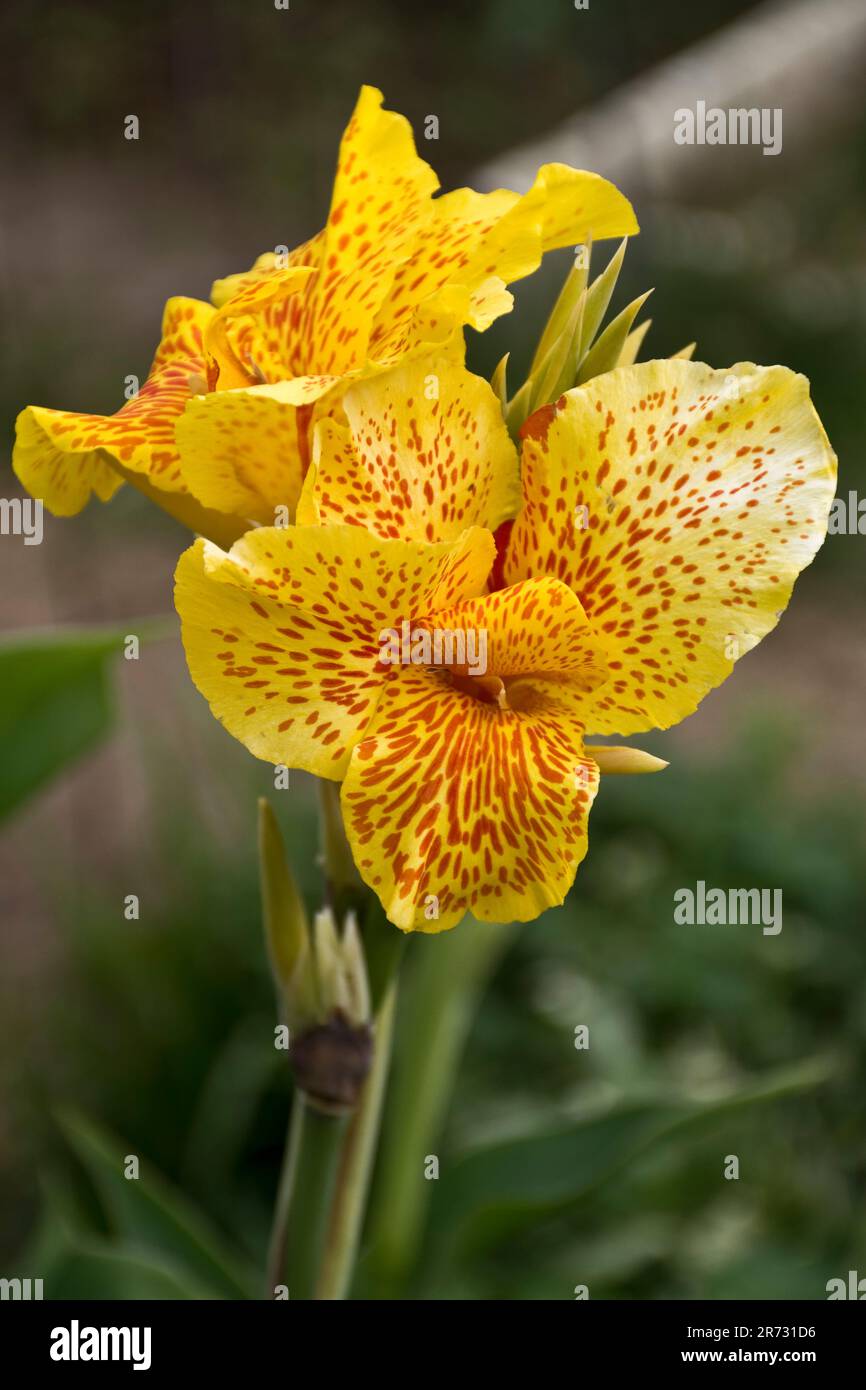 De magnifiques fleurs de canna Lily jaune vif fleurissent au printemps Banque D'Images