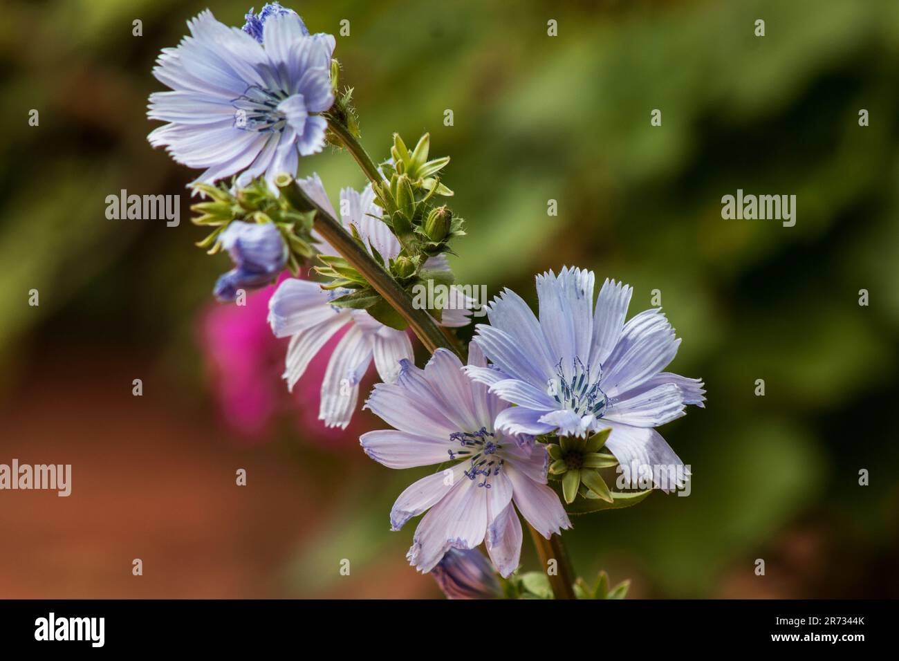 La chicorée (Cichorium intybus) fleurit sur fond blanc Banque D'Images