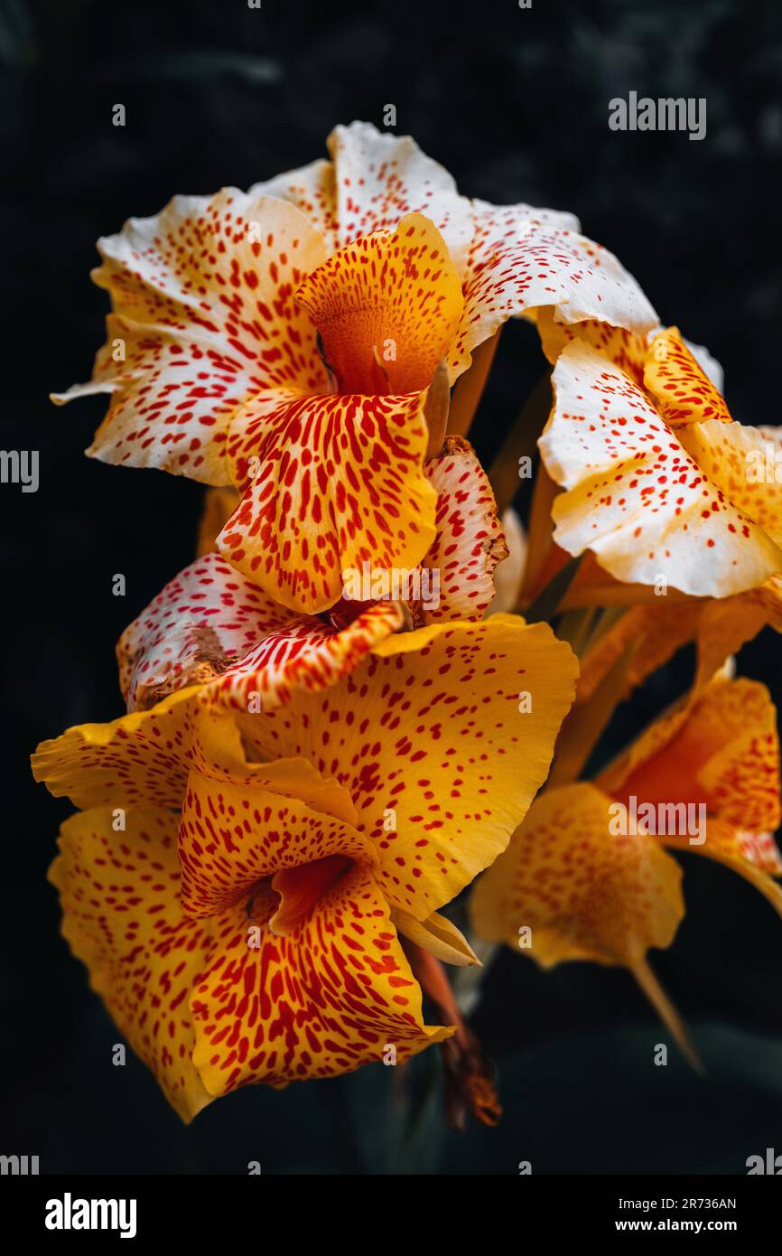 Fleur exotique orange jaune vif et tropicale qui pousse dans la faune. Belle plante fraîche d'été Banque D'Images