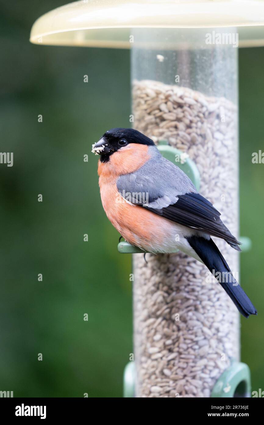 Bullfinch mâle (pyrrhula pyrrhula) se nourrissant dans un jardin d'oiseau rempli de coeurs de tournesol - Yorkshire, Royaume-Uni (juin 2023) Banque D'Images