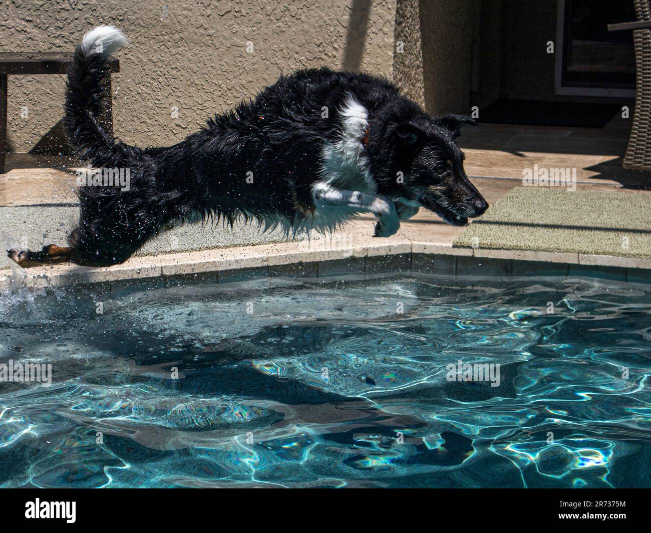 Border collie s'est étirée pour plonger dans la piscine la journée d'été. . Banque D'Images