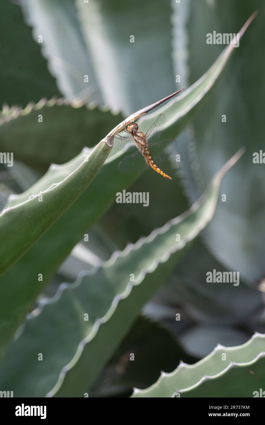 Un planeur à ailes ponctuelles, Pantala hymenaea, libellule suspendu sous une feuille d'agave. Banque D'Images