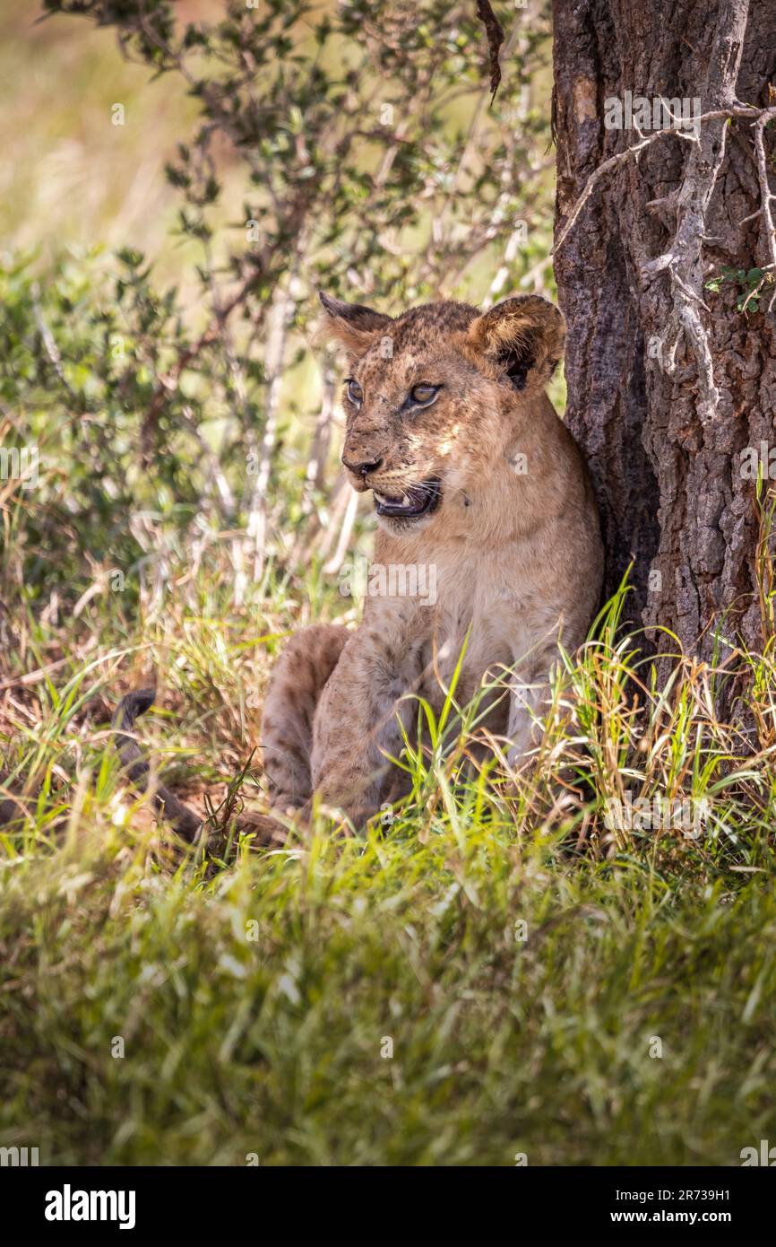 Une belle photo d'un petit lion cub se prélassant sur un terrain ensoleillé dans le parc national de Tsavo, Kenya, Afrique Banque D'Images