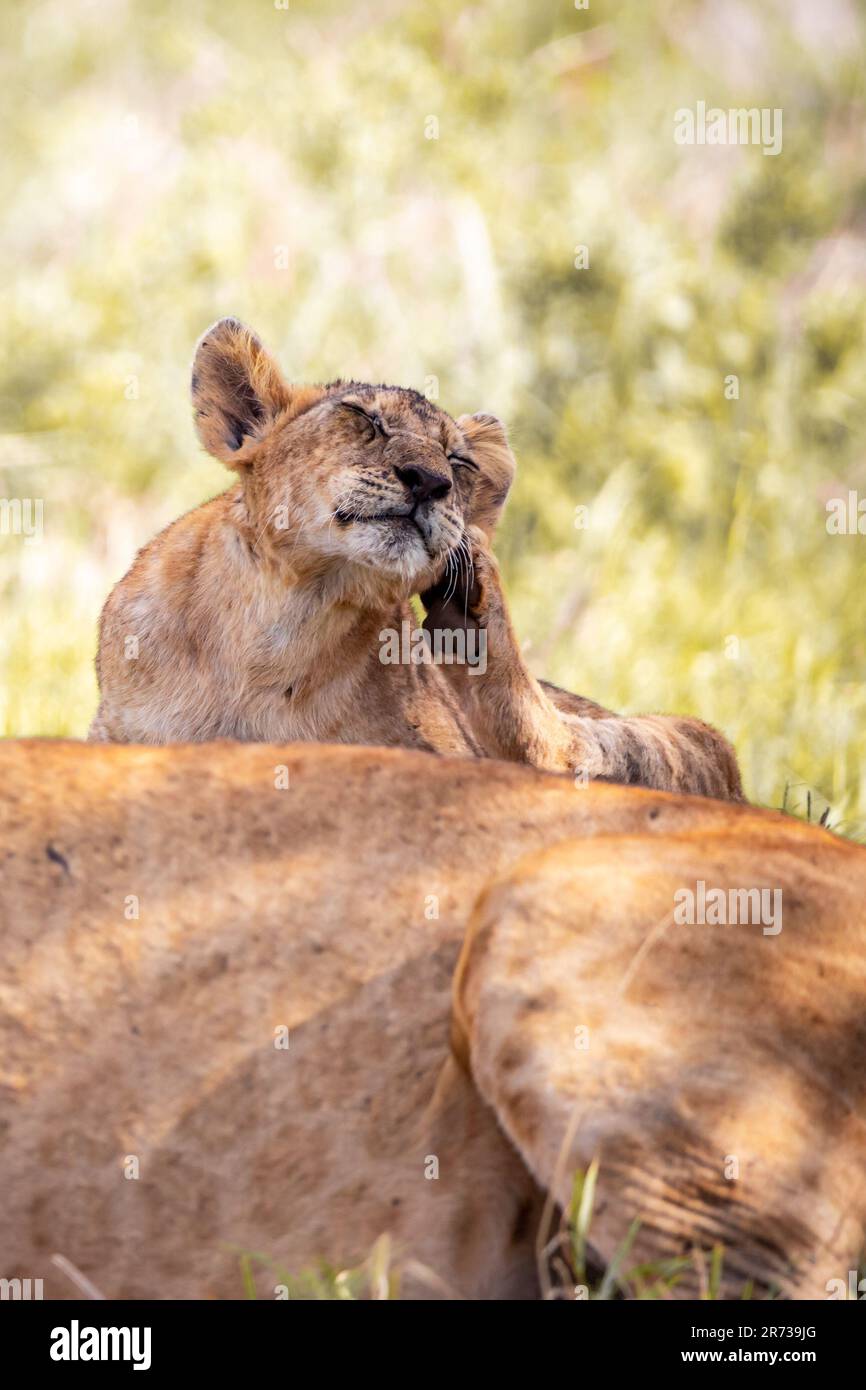 Une belle photo d'un petit lion cub se rayant sur un terrain ensoleillé dans le parc national de Tsavo, Kenya, Afrique Banque D'Images