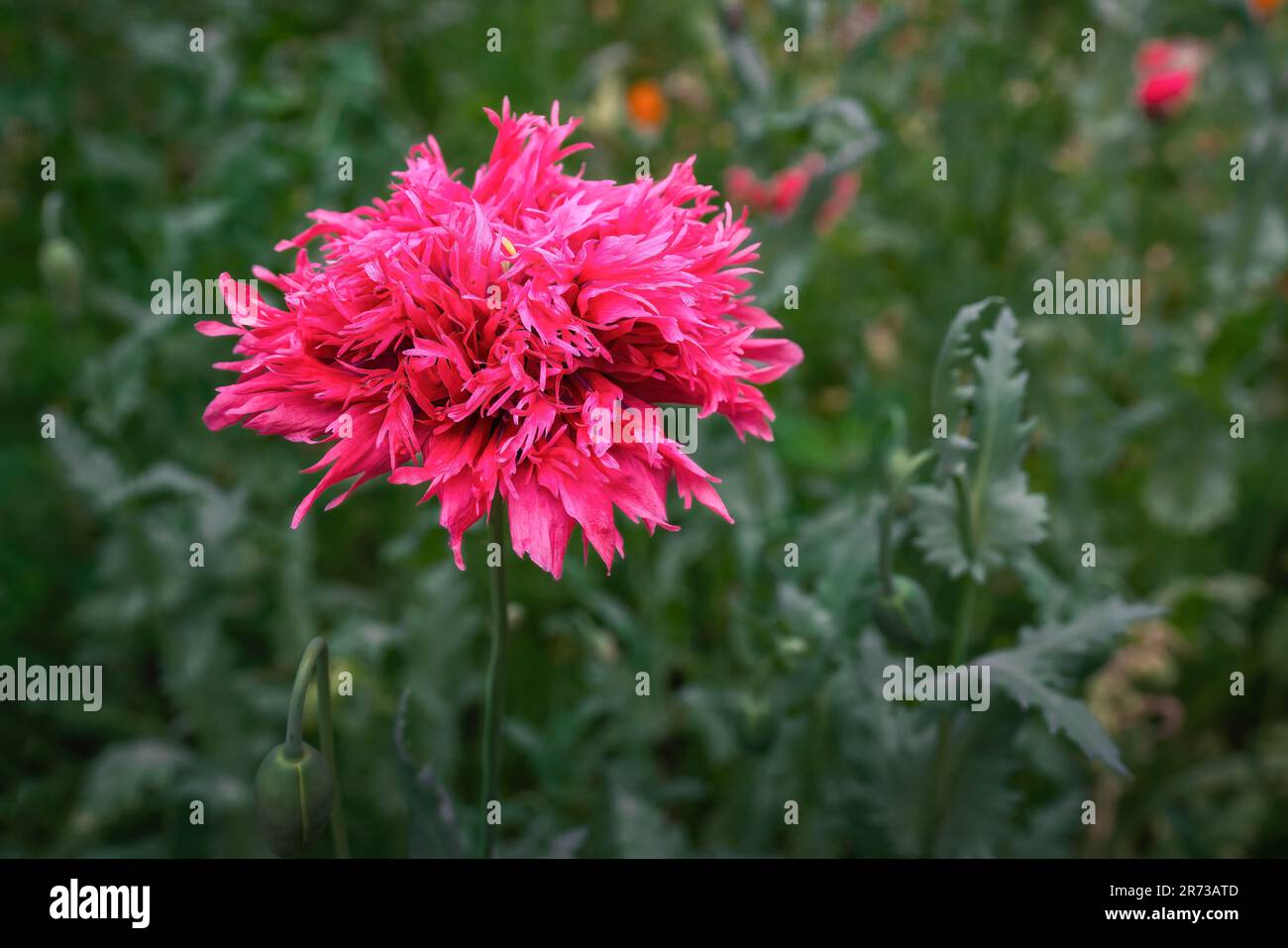 Fleur de pavot à opium rose (Papaver somniferum) Banque D'Images