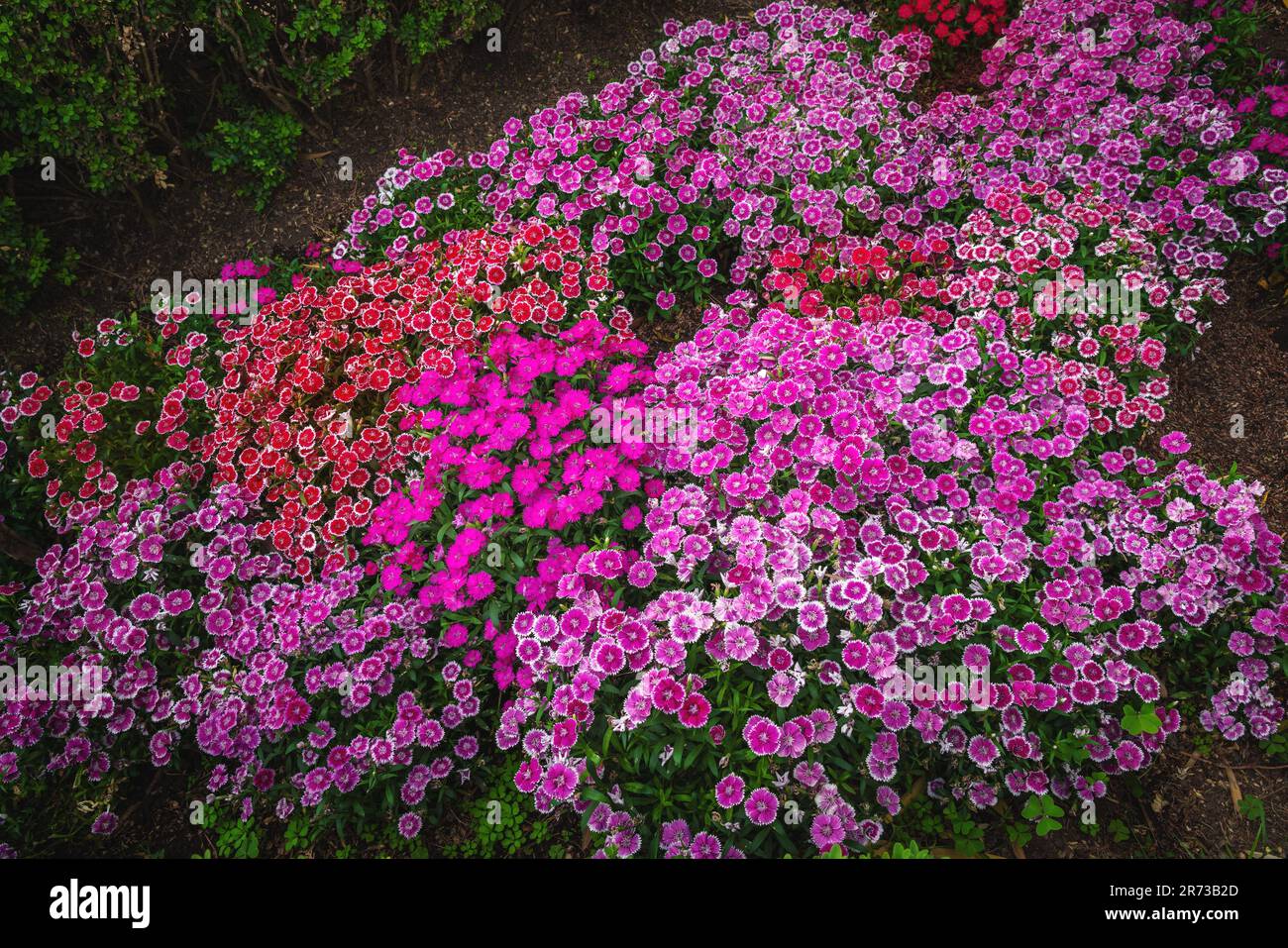 Fleurs roses de Chine ou roses arc-en-ciel (Dianthus Chinensis) Banque D'Images