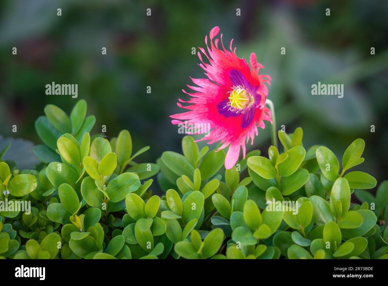 Fleur de pavot à opium rose et violet (Papaver somniferum) Banque D'Images