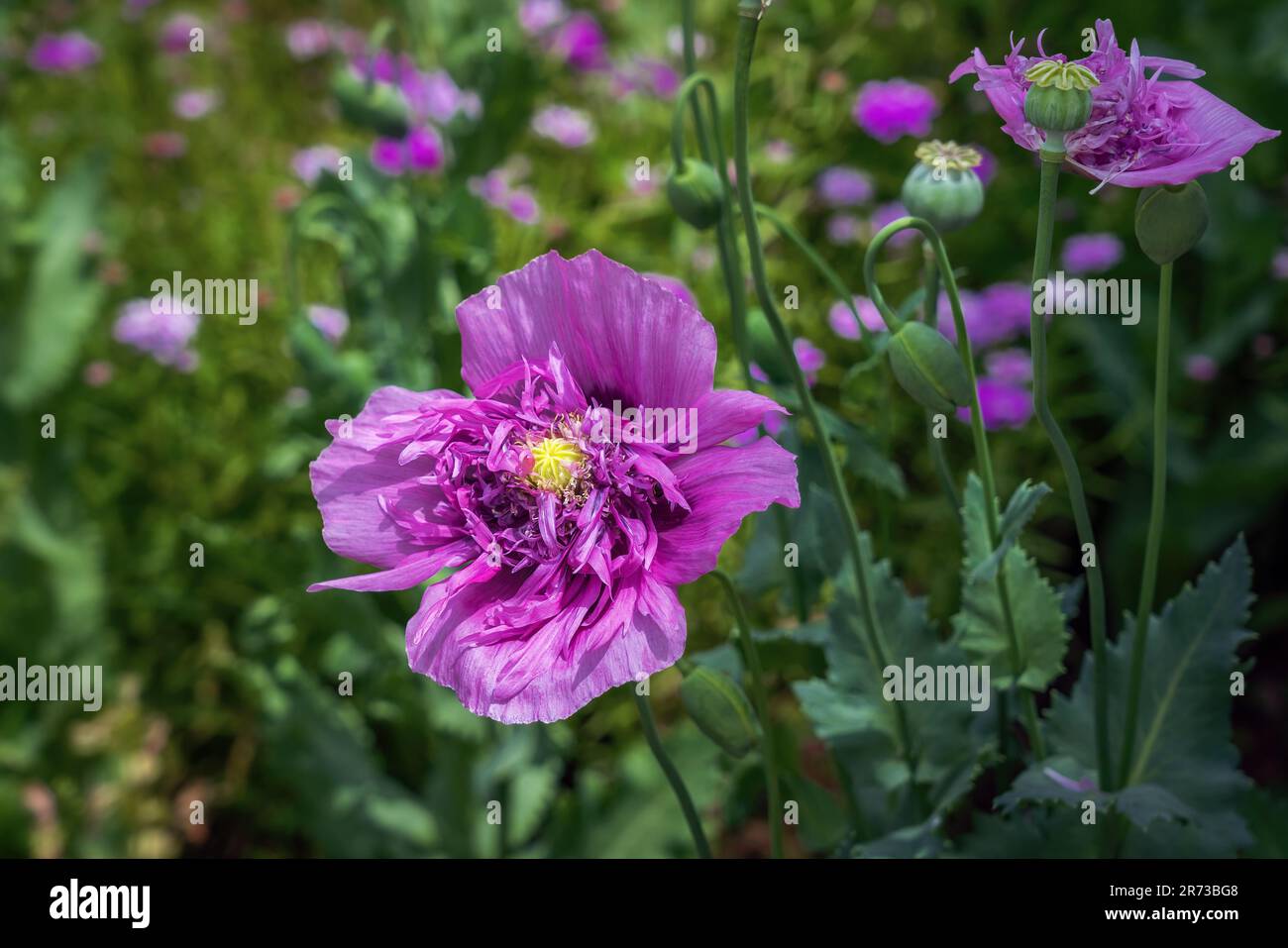 Fleur de pavot à opium violet (Papaver somniferum) Banque D'Images
