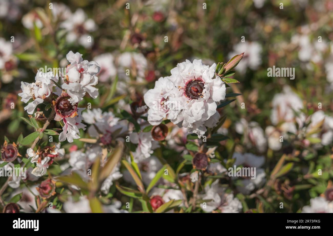 arbre à thé blanc fleur de gros plan avec la lumière du soleil à l'extérieur leptospermum scoparium Banque D'Images