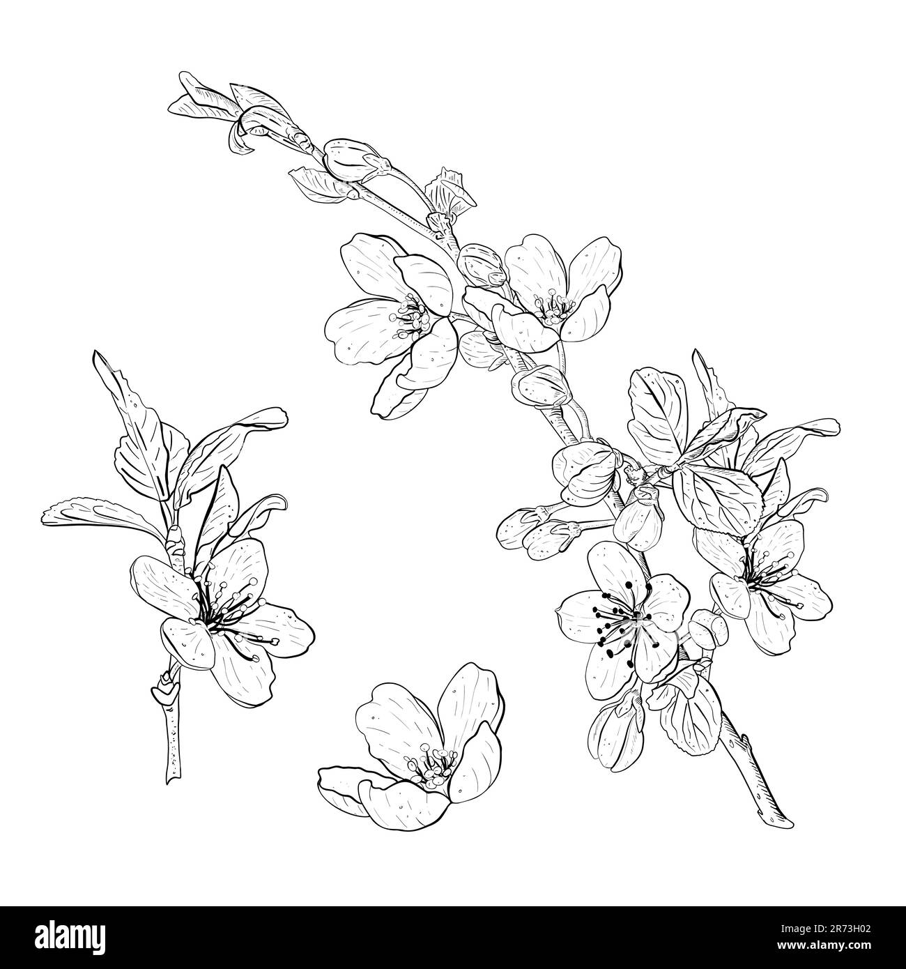 Ensemble d'illustrations vectorielles de branches et de fleurs de cerisier, sakura, pomme, prune, prune de cerisier sauvage, cerise sur le gâteau. Contour noir réaliste de Illustration de Vecteur