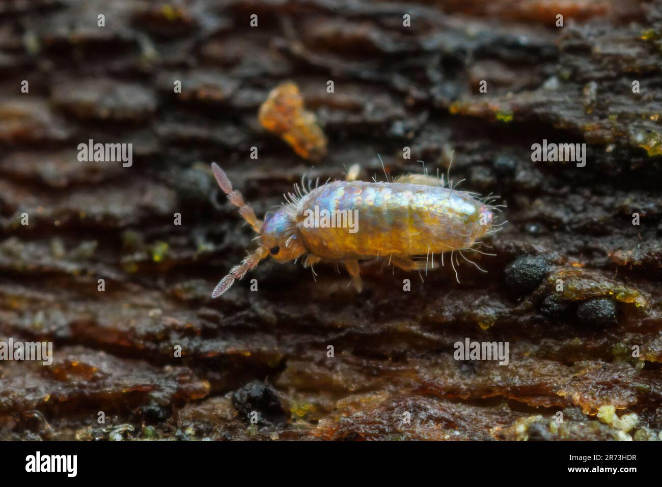 Mince Springtail (Lepidocyrtus sp.) Banque D'Images