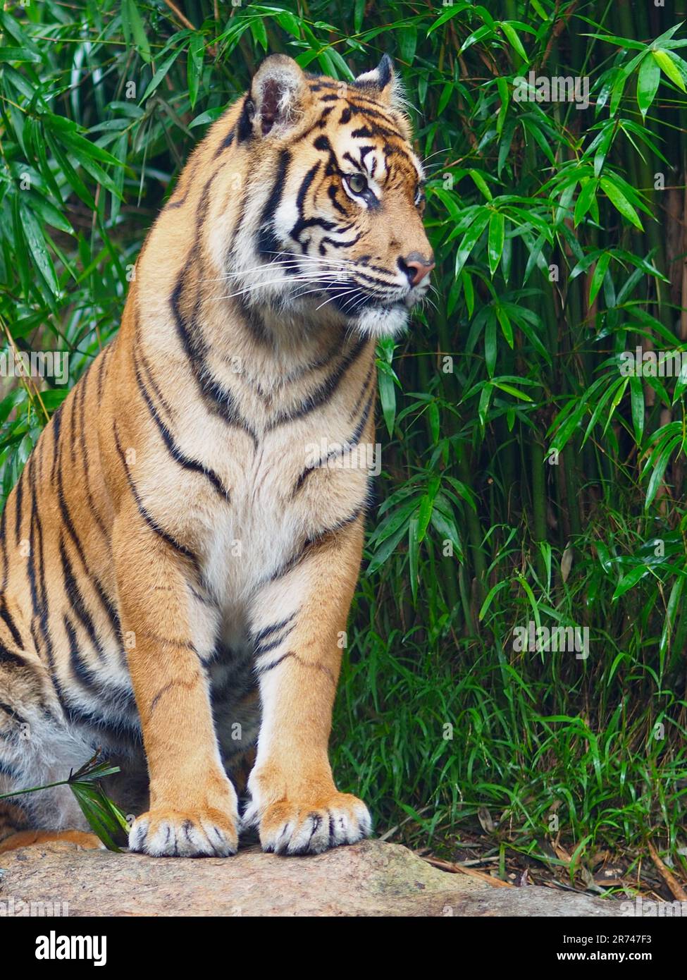 Spectaculaire et puissant tigre de Sumatran dans une beauté à couper le souffle. Banque D'Images