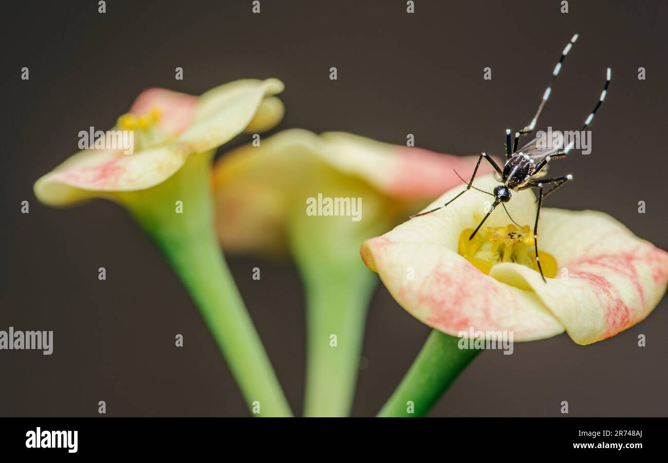 Moustiquaire perchée sur la fleur d'Euphorbia milii, foyer sélectif, Macro insecte. Banque D'Images