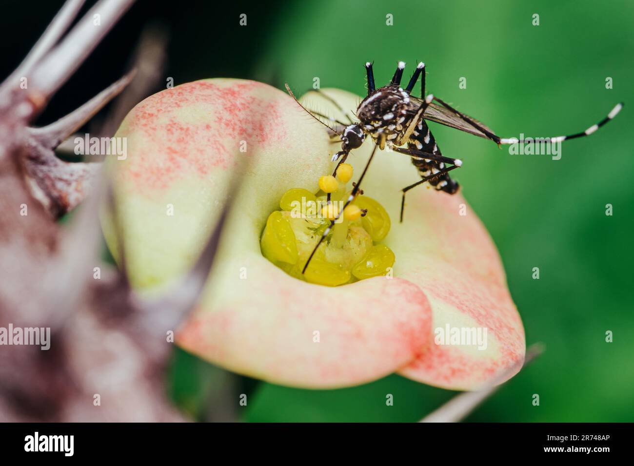 Moustiquaire perchée sur la fleur d'Euphorbia milii, foyer sélectif, Macro insecte. Banque D'Images